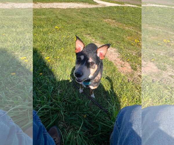 Medium Photo #6 Mutt Puppy For Sale in Sheboygan, WI, USA