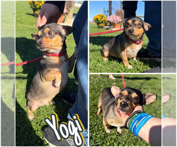 Medium Photo #1 Chihuahua-Unknown Mix Puppy For Sale in Pierceton , IN, USA