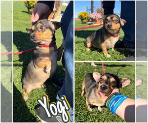 Yogi - Male Chihuahua-Unknown Mix Dog for Adoption