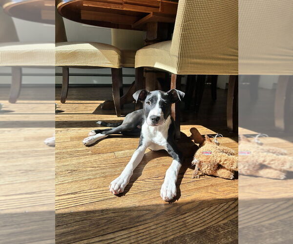 Medium Photo #16 Labrador Retriever-Unknown Mix Puppy For Sale in Brewster, NY, USA