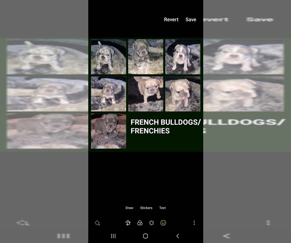 Medium Photo #7 French Bulldog Puppy For Sale in SACRAMENTO, CA, USA