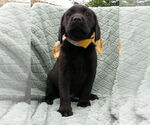 Small #2 Labrador Retriever