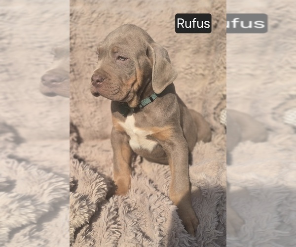 Medium Photo #4 Cane Corso Puppy For Sale in MINERAL WELLS, WV, USA