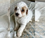 Small Photo #25 Goldendoodle (Miniature) Puppy For Sale in PENSACOLA, FL, USA