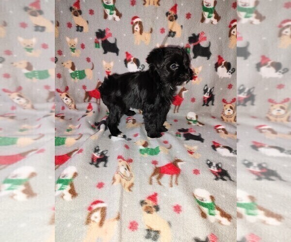 Medium Photo #2 YorkiePoo Puppy For Sale in LAPEER, MI, USA