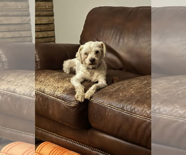 Medium Photo #2 Poodle (Miniature)-Unknown Mix Puppy For Sale in Fort Collins, CO, USA