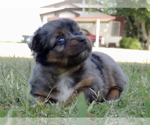 Miniature Australian Shepherd Puppy for Sale in VENUS, Texas USA