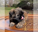 Small #5 Shih Tzu