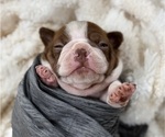 Small Boston Terrier
