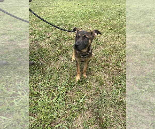 Medium Photo #2 Mutt Puppy For Sale in Abbeville, LA, USA