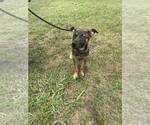 Small #1 Mutt