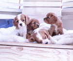 Small #7 Cavalier King Charles Spaniel