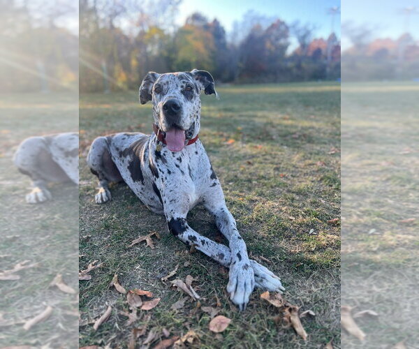 Medium Photo #3 Great Dane Puppy For Sale in Bullard, TX, USA