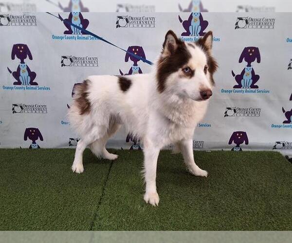 Medium Photo #1 Australian Shepherd-Siberian Husky Mix Puppy For Sale in Orlando, FL, USA