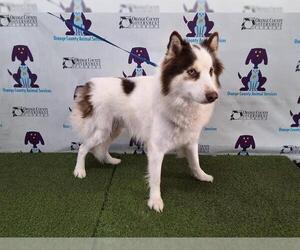 Australian Shepherd-Siberian Husky Mix Dogs for adoption in Orlando, FL, USA