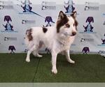 Small Australian Shepherd-Siberian Husky Mix