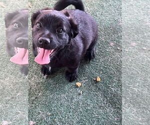Chiweenie Dogs for adoption in MIDWAY, UT, USA