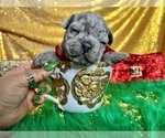 Small Photo #45 French Bulldog Puppy For Sale in HAYWARD, CA, USA