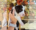 Puppy Fripp Aussiedoodle Miniature