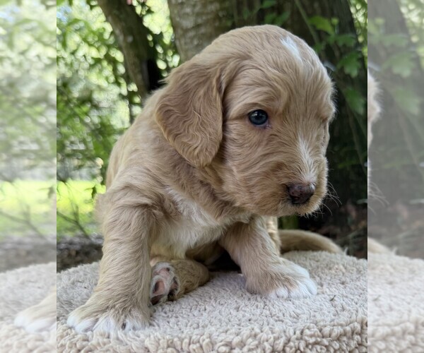 Medium Photo #92 Goldendoodle Puppy For Sale in PIERSON, FL, USA