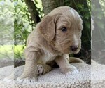 Small Photo #92 Goldendoodle Puppy For Sale in PIERSON, FL, USA