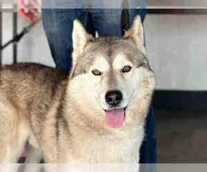 Siberian Husky Dogs for adoption in Berkeley , CA, USA