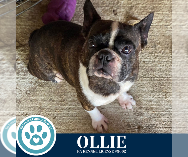 Medium Photo #2 Faux Frenchbo Bulldog Puppy For Sale in Kimberton, PA, USA