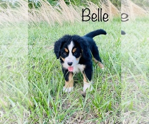 Bernese Mountain Dog Puppy for sale in BROKEN ARROW, OK, USA