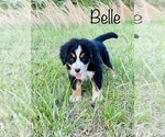 Small Bernese Mountain Dog