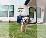 Small #3 Silky Terrier Mix