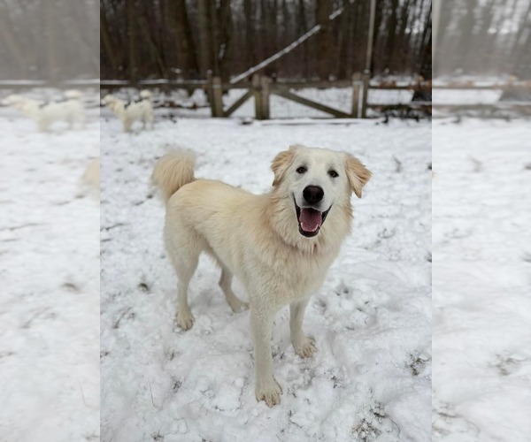 Medium Photo #4 Great Pyrenees-Unknown Mix Puppy For Sale in Croydon, NH, USA