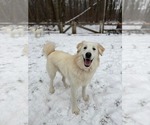 Small #3 Great Pyrenees Mix