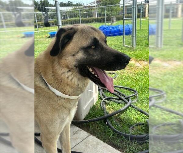 Medium Photo #3 Anatolian Shepherd-Unknown Mix Puppy For Sale in Houston, TX, USA
