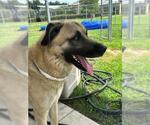 Small #2 Anatolian Shepherd Mix