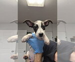 Jet Blue - Male Labrador Retriever-Unknown Mix Dog for Adoption - Small photo