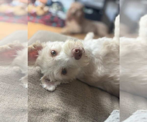 Medium Photo #5 Poodle (Miniature)-Unknown Mix Puppy For Sale in Visalia, CA, USA