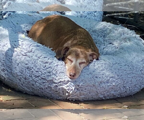 Medium Photo #10 Dachshund Puppy For Sale in Fruitland, SC, USA