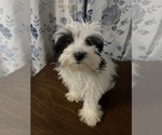 Small #9 Havanese