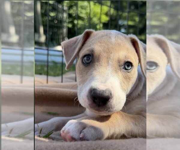 Medium Photo #17 Mutt Puppy For Sale in Wenonah, NJ, USA