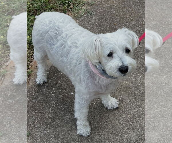 Medium Photo #4 Maltese-Unknown Mix Puppy For Sale in Cookeville, TN, USA