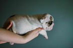 Small Photo #3 English Bulldog Puppy For Sale in DEMOREST, GA, USA