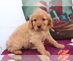 Small #1 Cavalier King Charles Spaniel-Goldendoodle Mix