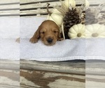 Small #4 Dachshund