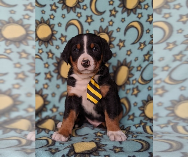 Medium Photo #2 Greater Swiss Mountain Dog Puppy For Sale in CHRISTIANA, PA, USA