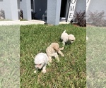 Small Photo #6 Maltipoo Puppy For Sale in OCALA, FL, USA