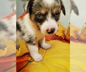 Aussie-Corgi Puppy for sale in BRIGGSDALE, CO, USA