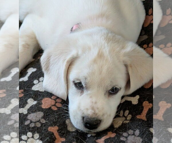 Medium Photo #2 Beagle-Great Pyrenees Mix Puppy For Sale in Brooklyn Center, MN, USA