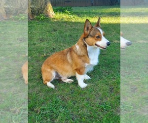 Father of the Pembroke Welsh Corgi puppies born on 07/08/2022