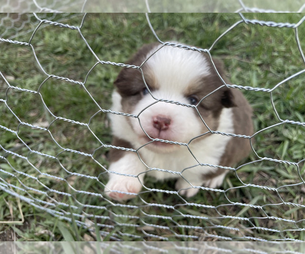 Medium Photo #2 Miniature Australian Shepherd Puppy For Sale in LARKSPUR, CO, USA