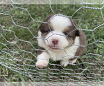 Small #1 Miniature Australian Shepherd